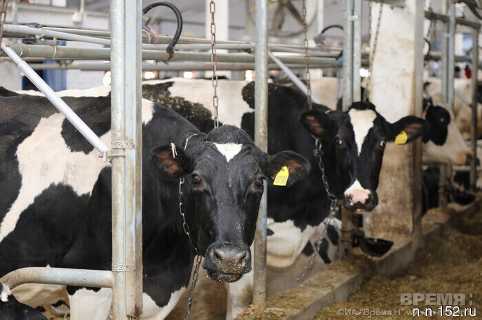 210 head of livestock were rescued from a burning farm in the Nizhny Novgorod region.