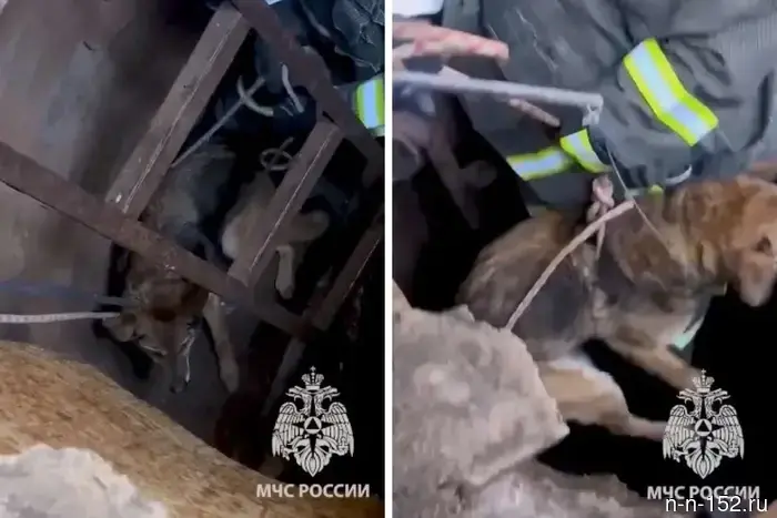 Rescuers pulled a dog out of the basement of an abandoned house in Kstovo.