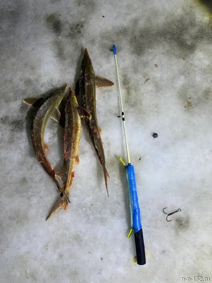 Poachers were detained for the illegal catch of sturgeon in the Nizhny Novgorod region.