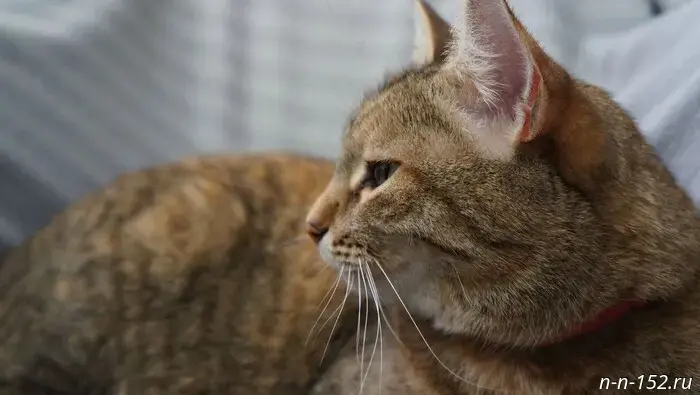 "Driven by necessity." How the main cat of the Nizhny Novgorod Kremlin lives and works.