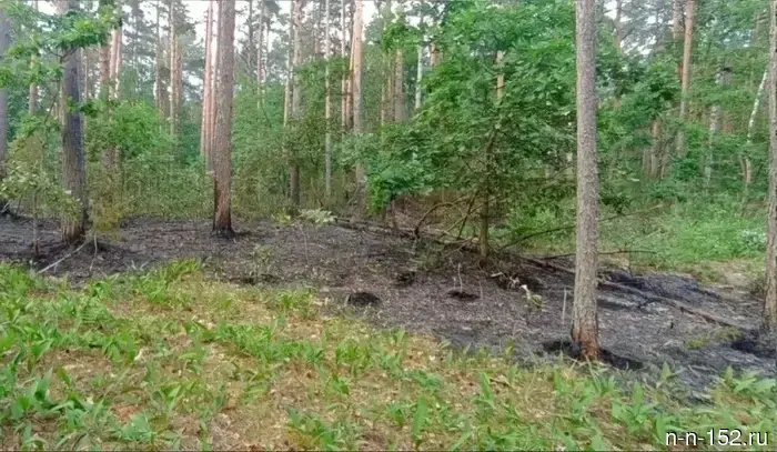Первый лесной пожар текущего сезона зафиксирован в Нижегородской области.