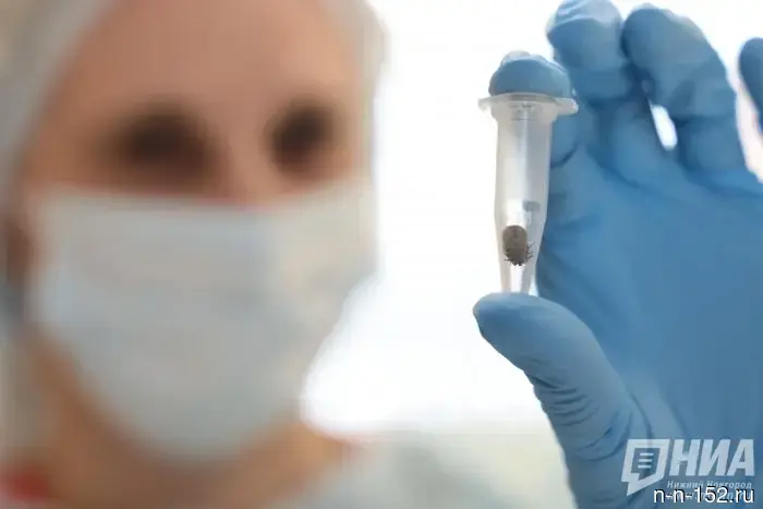 В Нижегородской области более 50 детей стали жертвами укусов клещей.