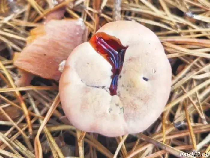 The "bleeding" mushroom has grown again in the Nizhny Novgorod forests.