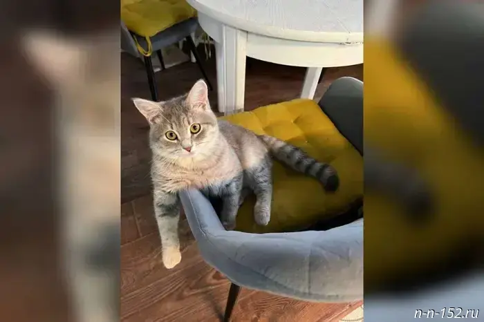 The head of Gorodets sheltered a kitten from an animal abuser's apartment in his greatcoat.