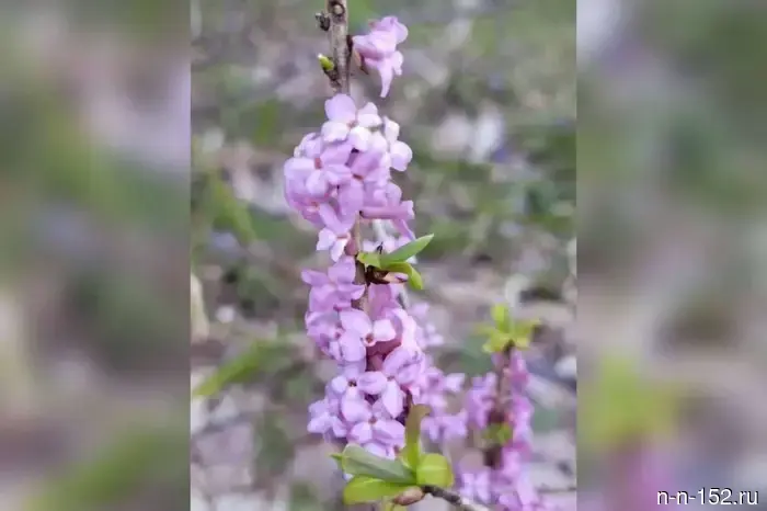 Ядовитый волчеягодник расцвёл в лесах Нижегородской области.