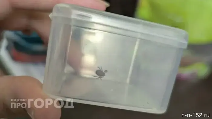 More than 6,000 residents of Nizhny Novgorod sought medical attention after tick bites.