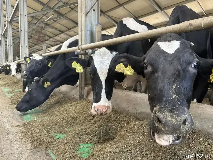 The output of the Nizhny Novgorod agricultural producer increased by 19% thanks to "Labor Productivity."