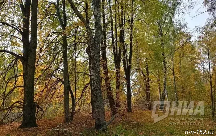 Нижегородцам сообщили о возможных скрытых рисках при проведении фотосессий в осенней листве.