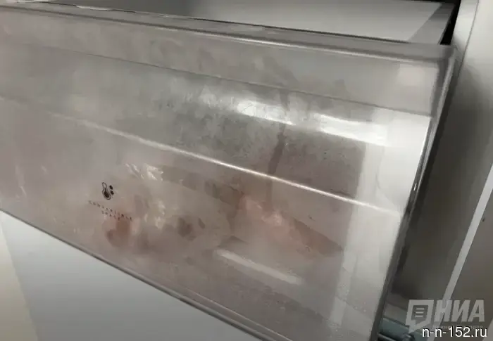 "Chinelle No. 2": a woman from Nizhny Novgorod kept dead kittens in the freezer