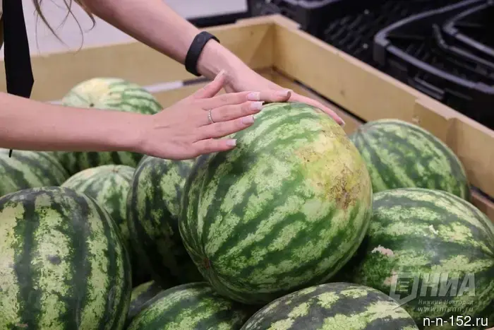 "Girl" or "boy," nitrates and storage: how to choose a quality watermelon