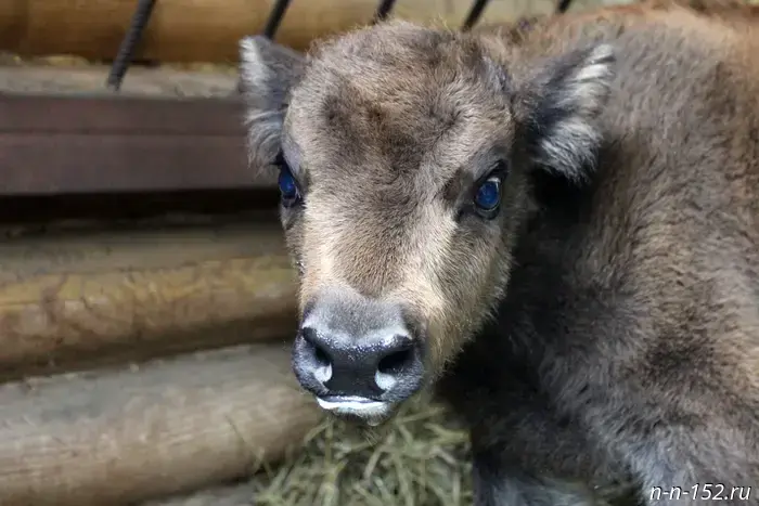 Staff at the Limpopo Zoo replaced the mother of a newborn European bison calf.