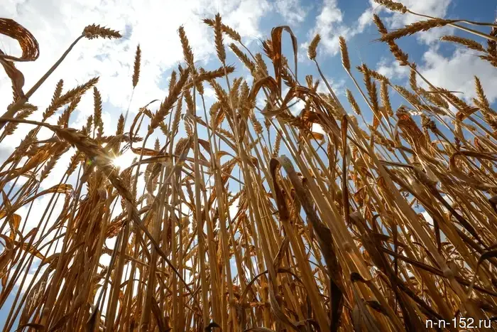 На заводе в Нижегородской области нашли продукцию будущего.