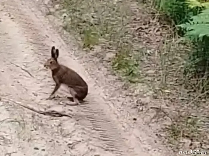 A mountain hare is 'patrolling' in the Kerzhensky Nature Reserve.