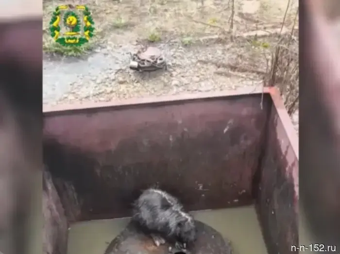 Two beavers were rescued and returned to the forest in the Nizhny Novgorod region.