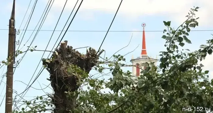 Planned pruning: active work on tree crown trimming is underway in Dzerzhinsk.