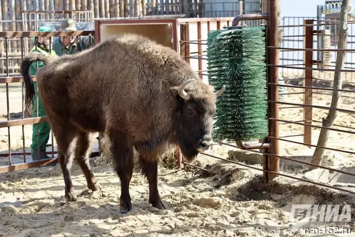 Three territories have been named for the possible habitation of bison in the Nizhny Novgorod region.