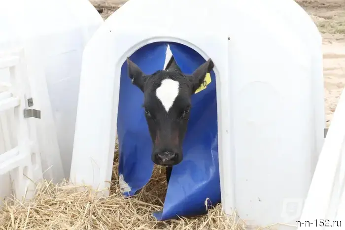 Власти Нижегородской области планируют внедрить субсидии для разведения племенных животных.