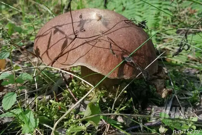 A doctor from Nizhny Novgorod named the four most useful mushrooms.