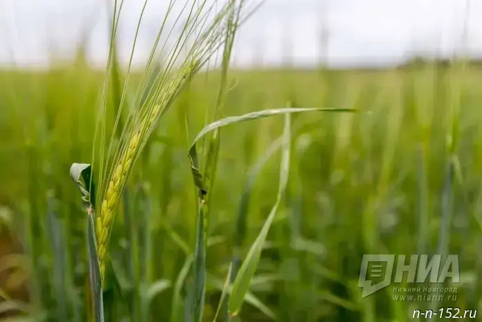 Nizhny Novgorod Region and Belarus will cooperate in the agro-industrial sector.