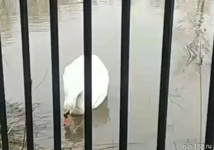 The fate of the swan that stayed for the winter in Sormovsky Park has become known.