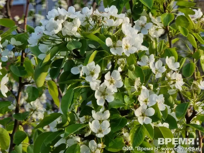 Nizhny Novgorod residents were given advice on how to protect themselves from allergies.