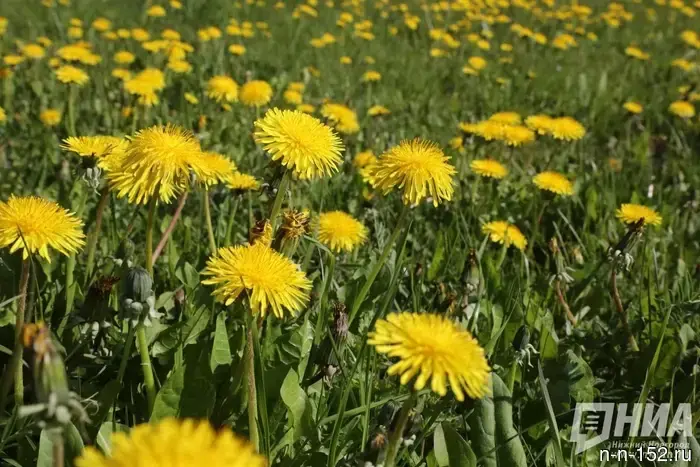 Дачникам Нижегородской области сообщили о растениях, которые запрещено выращивать на участках.