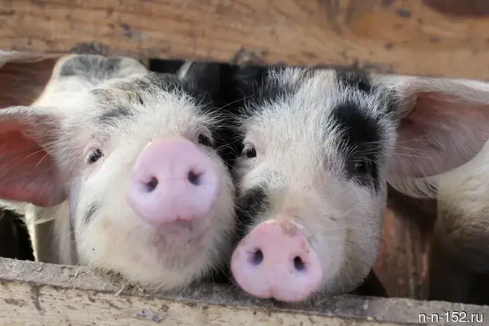 Scientists from PIMU supported the topic of breeding donor pigs for humans.