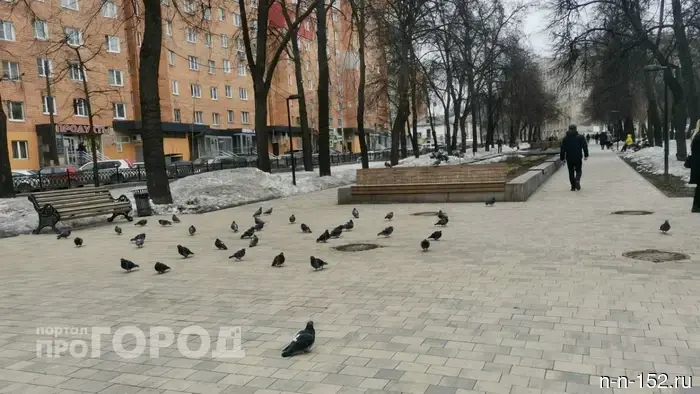 Nizhny Novgorod residents were warned about fines for feeding pigeons.