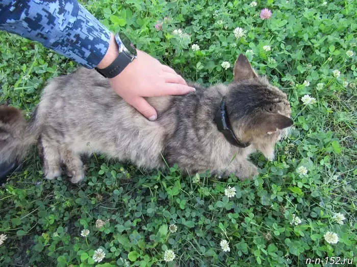 A cat drug courier was caught in Varnavinsky District.
