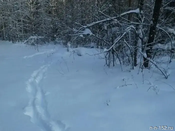 Minleskhoz: Moose and roe deer populations have increased in the Nizhny Novgorod region.