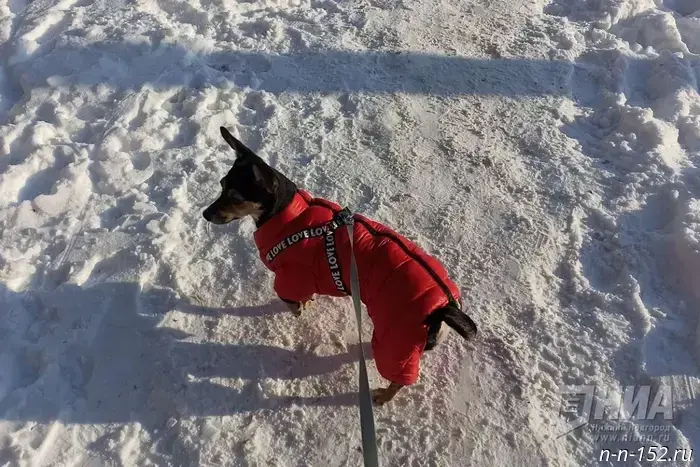 Dog lovers in Nizhny Novgorod were given advice on how to help their pets on New Year's Eve.