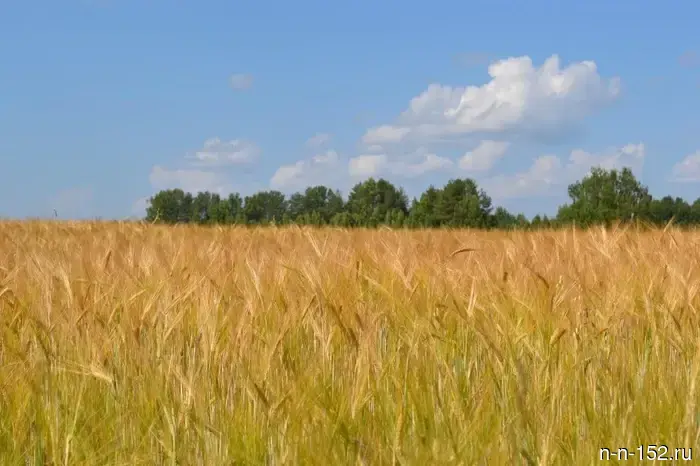 In the Nizhny Novgorod region, the acceptance of applications for agrograants has begun.