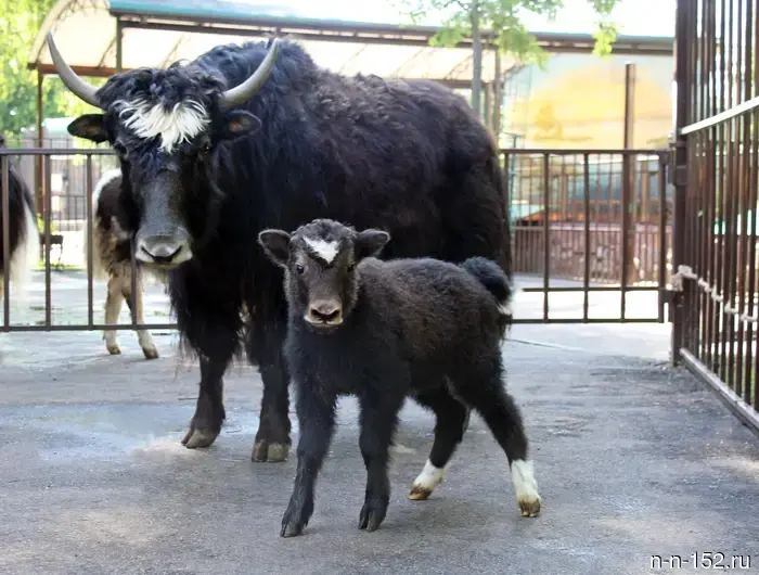 The "Limpopo" showcased newborn crane chicks, calves, and a fawn.