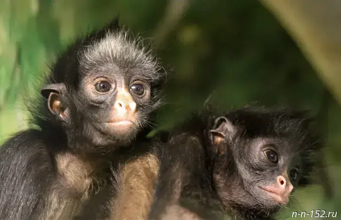 Spider monkeys and leopard tortoises have appeared in Limpopo.