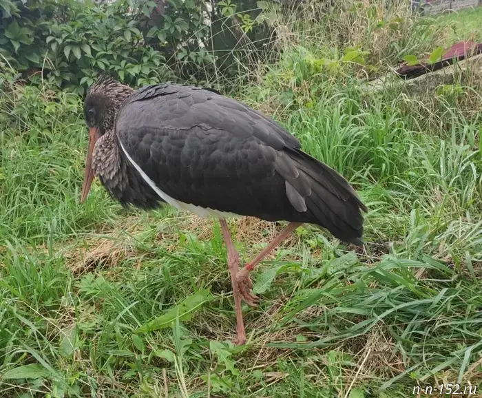 An escaped black stork was spotted in the Vachsky District.