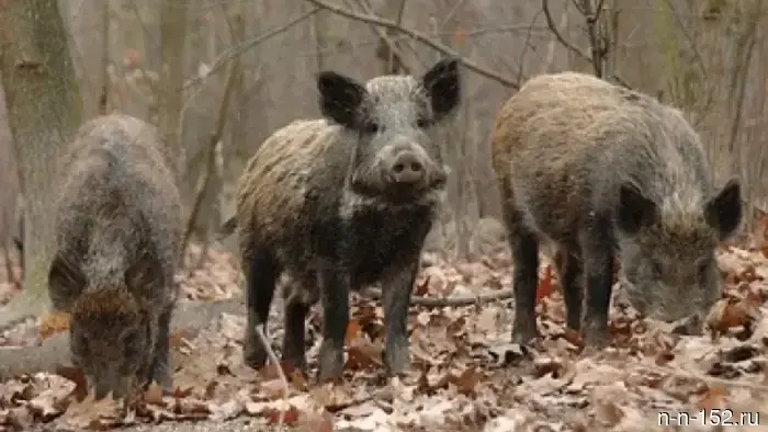 Wild boars have been roaming the village for the third year — children are afraid to go to school.