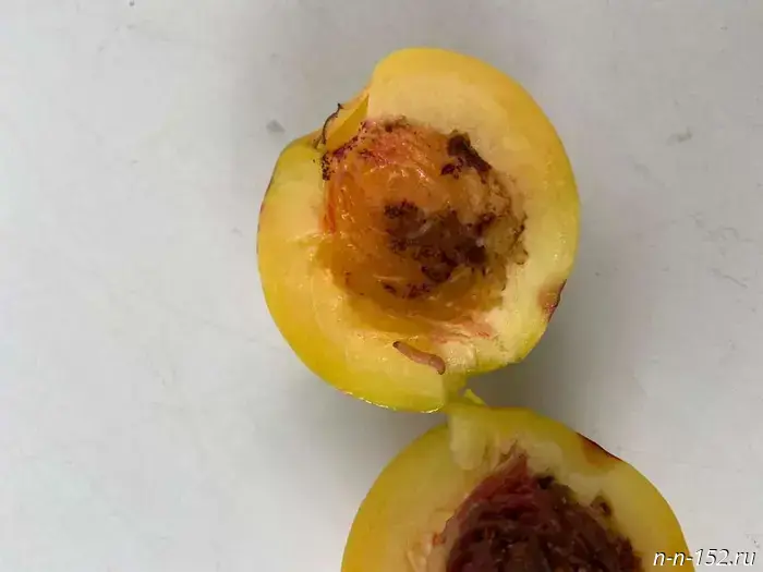 Infested nectarines from Uzbekistan have been detected in the Nizhny Novgorod region.