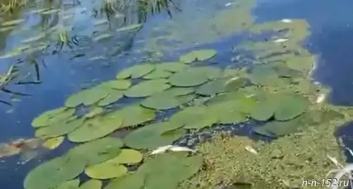 Flocks of dead pike, roach, and bream were discovered by fishermen in a river near Lyskovo.