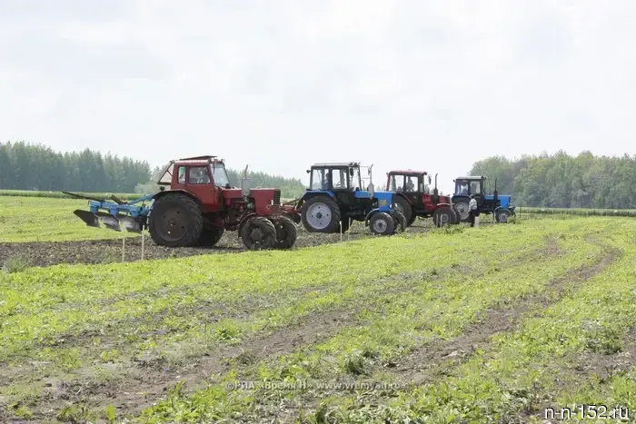 In the Nizhny Novgorod region, sunflower plantings have increased.