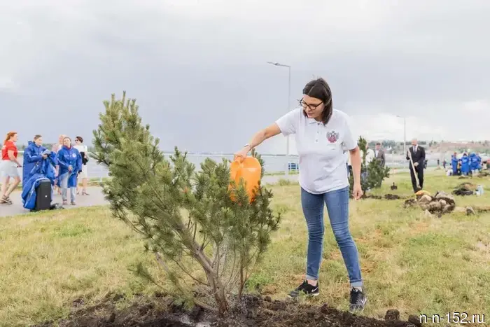 11 pines were planted on the Volga embankment in Nizhny Novgorod as part of the "Garden of Memory" campaign.