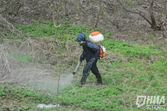 Nizhny Novgorod residents were told how to properly treat areas for ticks.