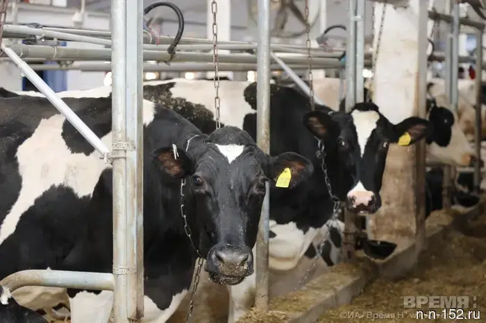 В Пильнинском округе установлен карантин по пастереллёзу.