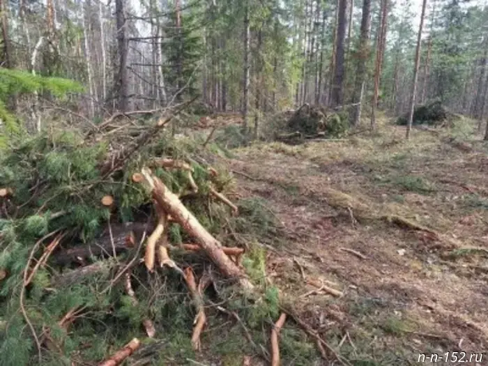 В лесах Нижегородской области стартовала запланированная уборка остатков после рубки.