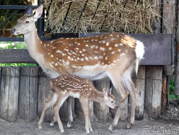 The "Limpopo" showcased newborn crane chicks, calves, and a fawn.