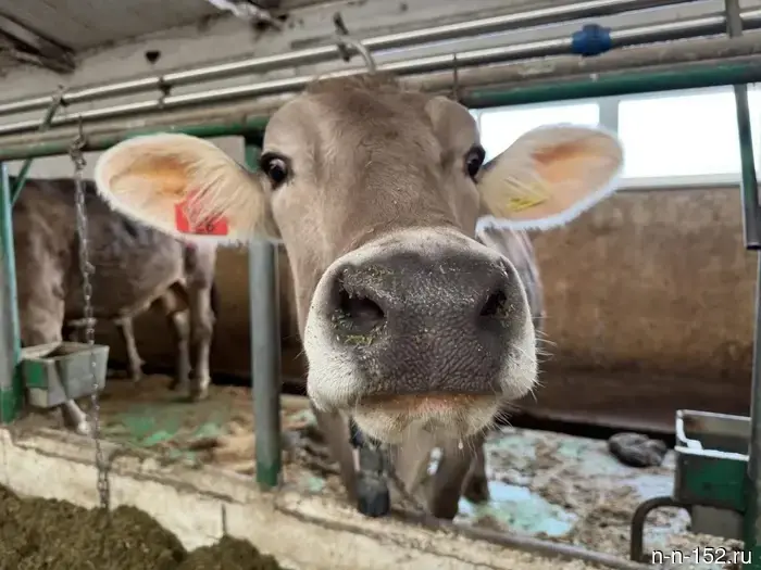 In the Nizhny Novgorod region, additional applications have begun for three grants for agribusiness.