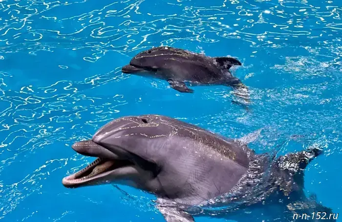 Дельфинёнок родился в Нижнем Новгороде.