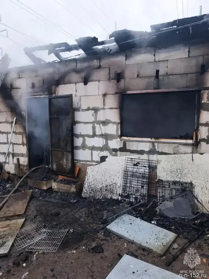 В Нижнем Новгороде около 200 собак погибли в результате пожара.