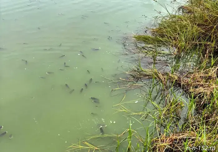 Authorities began an investigation after dead fish and a foul odor were found at Kabatskoye Lake.