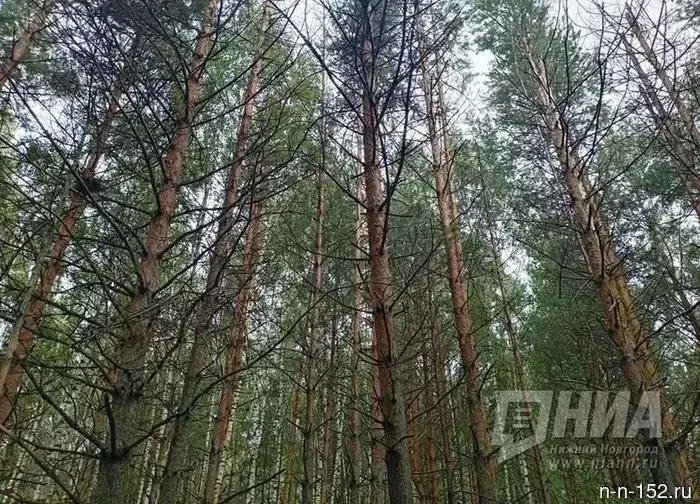 A five-year-old girl was accidentally found in the Nizhny Novgorod region.
