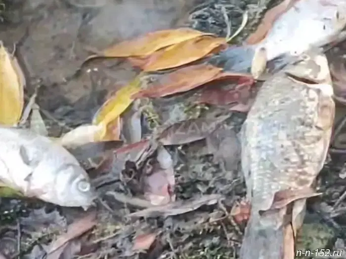 A mass fish die-off occurred in the Arzamas pond.